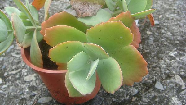 DSC09415.JPG DSC09415.JPG