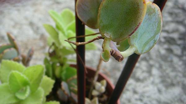 DSC09655.JPG DSC09655.JPG