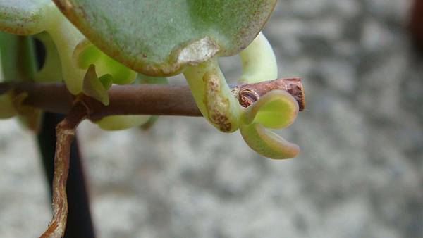 DSC09656.JPG DSC09656.JPG