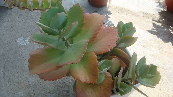 DSC09895.JPG DSC09895.JPG