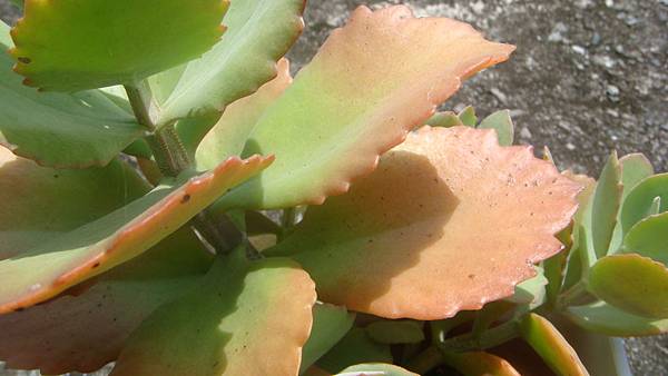 DSC09897.JPG DSC09897.JPG