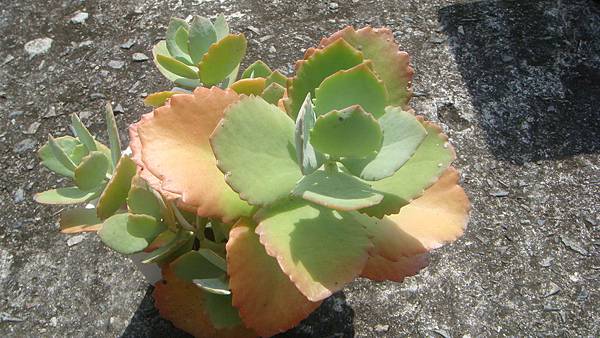 DSC09899.JPG DSC09899.JPG