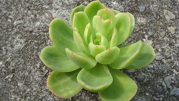 0827 (2).JPG 0827 (2).JPG