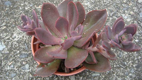 0901 (1).JPG 0901 (1).JPG