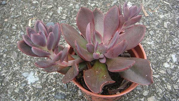 0901 (2).JPG 0901 (2).JPG