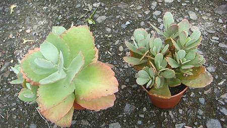 DSC09695.JPG DSC09695.JPG