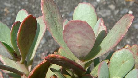 DSC09754.JPG DSC09754.JPG