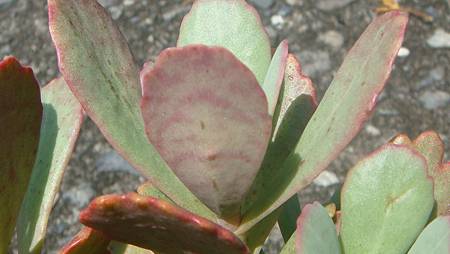 DSC09757.JPG DSC09757.JPG