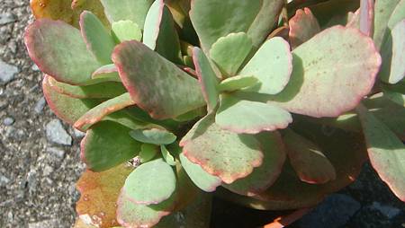 DSC09758.JPG DSC09758.JPG