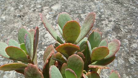 DSC09783.JPG DSC09783.JPG