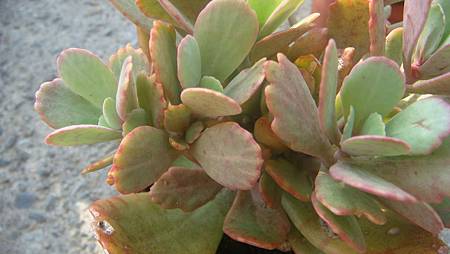 DSC09948.JPG DSC09948.JPG