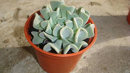 0204 (2).JPG 0204 (2).JPG