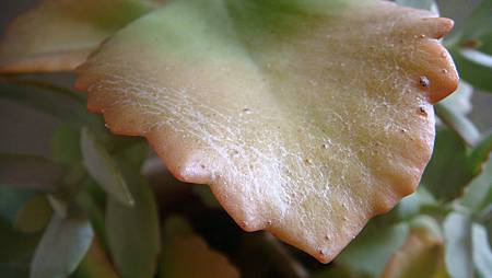 DSC00250.JPG DSC00250.JPG