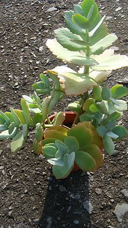 DSC00385.JPG DSC00385.JPG