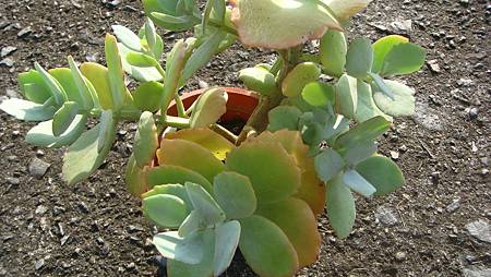 DSC00386.JPG DSC00386.JPG