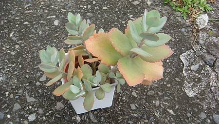 DSC00574.JPG DSC00574.JPG