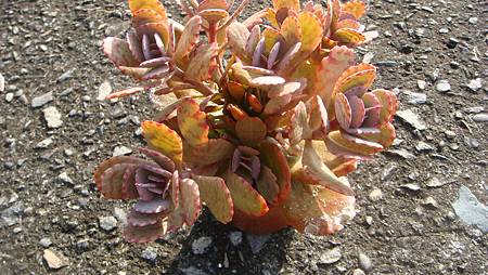 DSC00411.JPG DSC00411.JPG