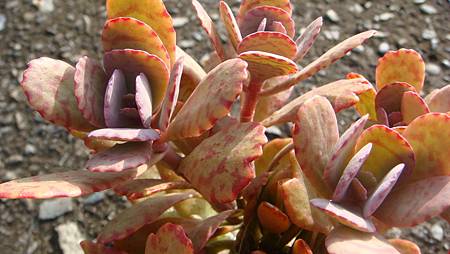 DSC00416.JPG DSC00416.JPG