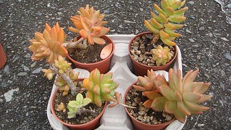 DSC00522.JPG DSC00522.JPG