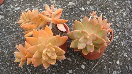 DSC00533.JPG DSC00533.JPG