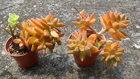 DSC08934.JPG DSC08934.JPG