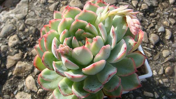 1104 (2).JPG 1104 (2).JPG