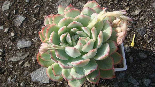 1107 (1).JPG 1107 (1).JPG