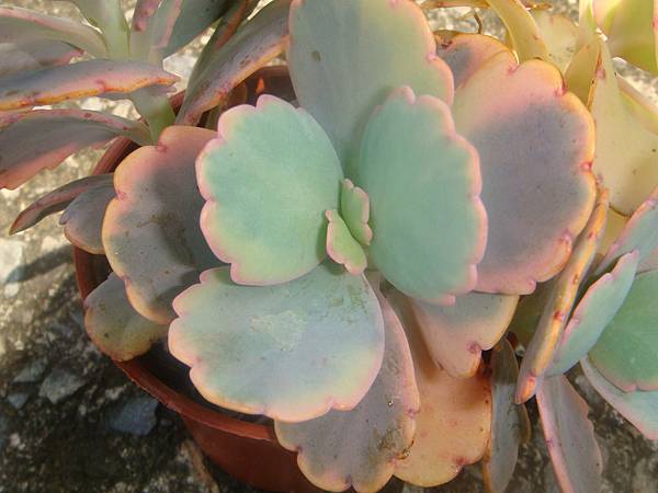 0817 (2).JPG 0817 (2).JPG