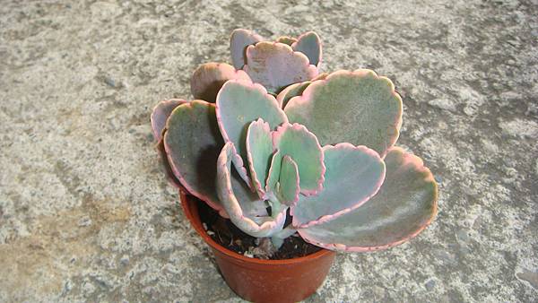 DSC09662.JPG DSC09662.JPG