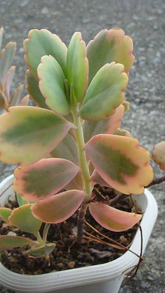 DSC09679.JPG DSC09679.JPG