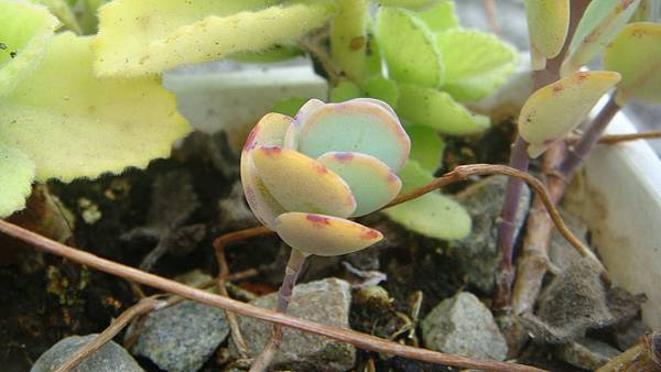 DSC09207.JPG DSC09207.JPG