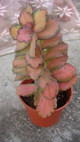 DSC04266.JPG DSC04266.JPG