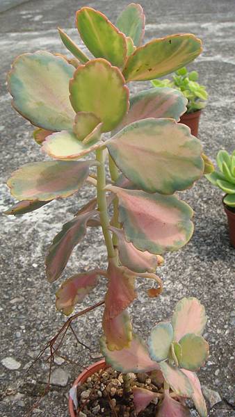 DSC09137.JPG DSC09137.JPG