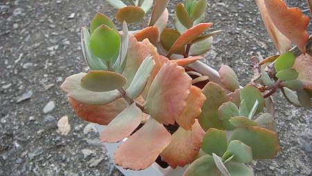 DSC00703.JPG DSC00703.JPG