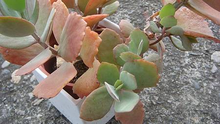 DSC00704.JPG DSC00704.JPG