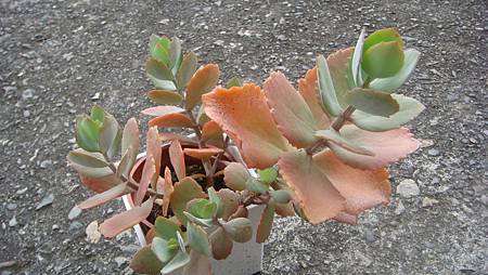 DSC00705.JPG DSC00705.JPG