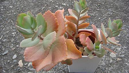 DSC00710.JPG DSC00710.JPG