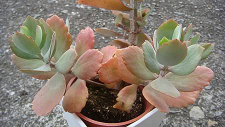 DSC00714.JPG DSC00714.JPG