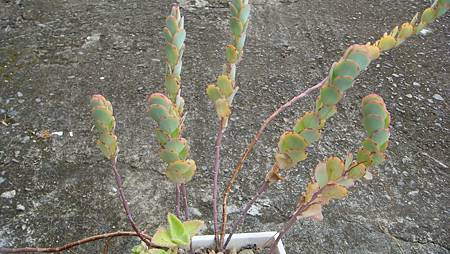 1128 (1).JPG 1128 (1).JPG