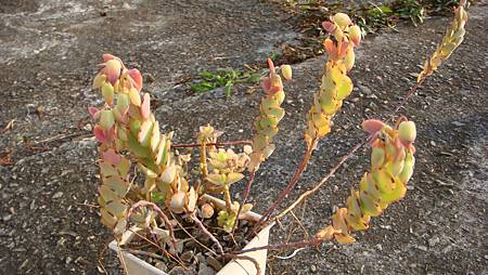 0118 (1).JPG 0118 (1).JPG