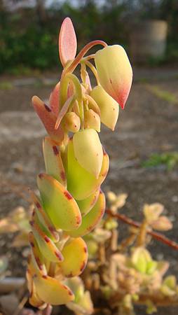 0118 (5).JPG 0118 (5).JPG