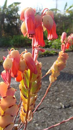 0125 (8).JPG 0125 (8).JPG