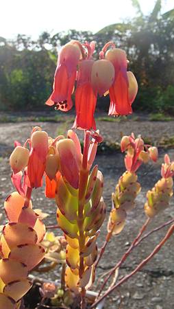 0131 (1).JPG 0131 (1).JPG