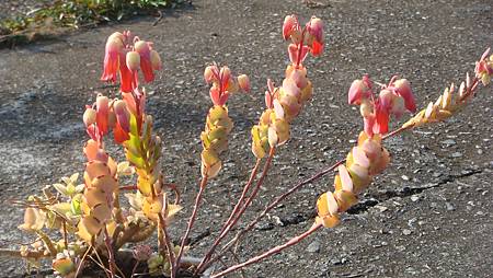 0131 (5).JPG 0131 (5).JPG