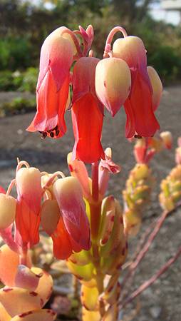 0131 (6).JPG 0131 (6).JPG