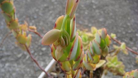 1229 (1).JPG 1229 (1).JPG