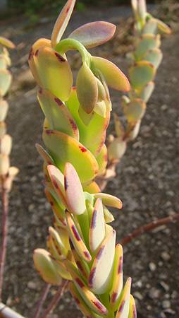 1231 (2).JPG 1231 (2).JPG