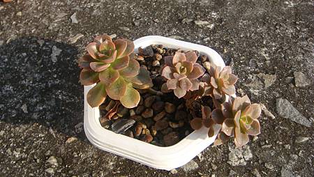 1231 (1).JPG 1231 (1).JPG