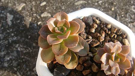 1231 (2).JPG 1231 (2).JPG