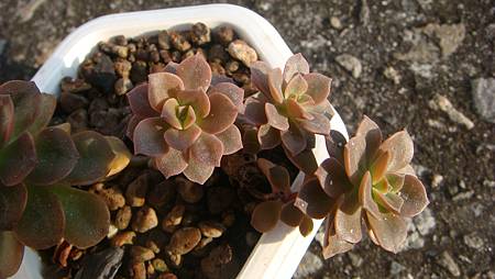 1231 (3).JPG 1231 (3).JPG